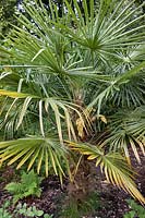 Trachycarpus fortunei (palmier de Chusan, palmier d'éolienne)