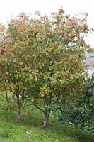 Sorbus aucuparia (sorbier des champs, sorbier des Alpes) aux fruits rouges en automne