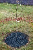 Étape onze pour planter Malus 'Harry Baker' (pomme sauvage). L'arbre planté avec du paillis d'écorce avant le jalonnement