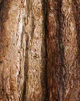 Sequoiadendron giganteum (Wellingtonia, séquoia géant, séquoia géant)
