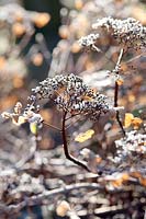 Hydrangea anomala subsp. Petiolaris (hortensia grimpant) capitules en hiver