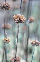 Phlomis russeliana têtes de graines séchées en groupe St Andrews Botanic Garden Scotland