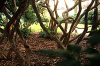 Rhododendron découle de Drummers yard Conception d'éclairage par James Davidson