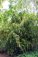 Itea ilicifolia (spire douce à feuilles de houx)