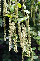 Itea ilicifolia (spire douce à feuilles de houx)