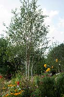 Betula utilis var. jacquemontii 'Doorenbos' (bouleau de l'Himalaya 'Doorenbos ') dans le Times Eureka Garden pour le RHS Chelsea Flower Show