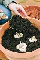 Jardinier femme plantant des bulbes de lys orientaux à fleurs d'été dans un pot en terre cuite
