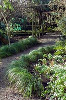 Ophiopogon japonicus utilisé comme bordure pour les sentiers dans le jardin clos de Crug Farm Plants Nursery, Caernarfon, Pays de Galles.