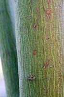 Acer davidii (érable à écorce de serpent)