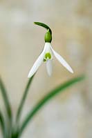 Galanthus 'James Backhouse' (perce-neige)