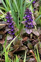 Ajuga reptans Bugle Close up de feuillage foncé avec des pointes de fleurs bleu violet