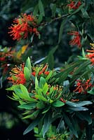 Embothrium coccineum ou Chilean Flame Tree