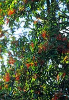 Embothrium coccineum ou Chilean Flame Tree