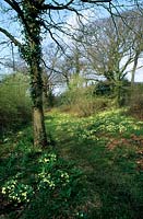 Primula vulgaris Primevères poussant en grands groupes dans les bois au début du printemps Originaire de Grande-Bretagne et d'Europe
