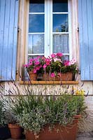 Jardinières en terre cuite fenêtre avec floraison rose Pétunia violet Lavender Maison de village dans les régions rurales de la France