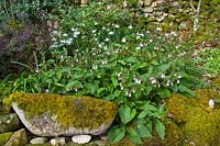 Symphytum (consoude) et Narcisse (jonquille) dans un parterre de printemps boisé. Mur de pierres sèches recouvert de mousse. Pépinière Abriachan