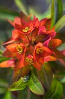 Euphorbia griffithii 'Dixter' (euphorbe 'Dixter ')