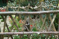 Clôture en bois de châtaignier rustique avec jardin derrière Eucalyptus Pinus sylvestris Papaver rhoeas geranium