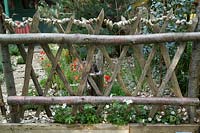 Clôture en bois de châtaignier rustique avec jardin derrière Eucalyptus Pinus sylvestris Papaver rhoeas geranium
