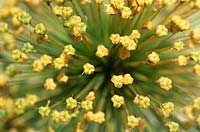 Allium christophii seedhead Globe tête de graine avec une coloration jaune à la fin de l'été