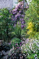 Wisteria sinensis grandir Crug Farm House mur dans jardin clos Plantation mixte d'arbustes vivaces plantes exotiques en gravier