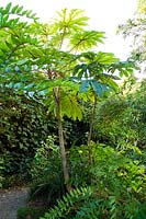 Schefflera macrophylla BSWJ9788 à l'origine pettiolettii BSWJ 8210 poussant dans le jardin clos Crug Farm Plants, au Pays de Galles