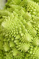 Brassica oleracea Botrytis Group Romanesco Romanesco broccolis bouchent