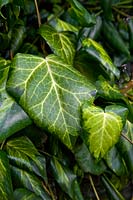 Hedera colchica Sulphur Heart Persy Ivy Secret Garden RBG Édimbourg