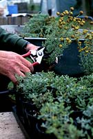Jardinier coupant les plantes de lavande de coton Santolina chamaecyparissus avec sécateur