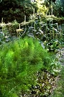 Bordure végétale avec Asparagus officinalis 'Connovers Colossal', laitue et maïs doux en fleur