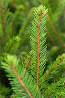 Picea abies Épinette de Norvège Gros plan du feuillage à Bedgebury National Pinetum Forest Park Lane Goudhurst Kent