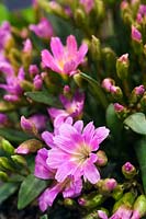 Lewisia brachycalyx x cotylédon close up de faible croissance alpine à fleurs roses