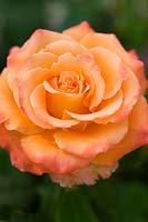 Rosa grandiflora 'Caraïbes'