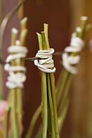Tiges de fleurs coupées attachées ensemble avec des bandes élastiques