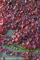 Parthenocissus tricuspidata (liane japonaise, lierre de Boston, lierre de raisin, lierre japonais)