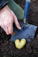 Jardinier recherchant une pomme de terre en forme de cœur nouvellement extraite de la terre avec une bêche