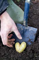 Jardinier recherchant une pomme de terre en forme de cœur nouvellement extraite de la terre avec une bêche