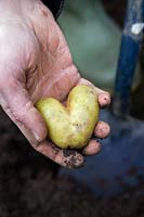 Jardiniers tenant une pomme de terre en forme de coeur nouvellement extraite de la terre avec une bêche