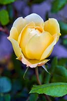 Rosa 'Golden Celebration' (Ausgold)