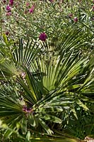 Trachycarpus wagnerianus (palmier Chusan miniature) avec Knautia macedonica