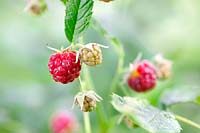 Framboises (Rubus idaeus)