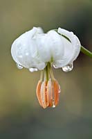 Lilium martagon var. album (Martagon lily)