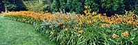 Hemerocallis sp Daylily Large bande de fleurs orange poussant à Chanticleer Garden Pennsylvania USA