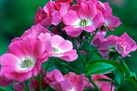 Rosa American Pillar (Rambler Rose) fleurs rose vif sur un grimpeur vigoureux
