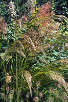 Deschampsia caespitosa Tussock Grass poussant dans un parterre de fin d'été avec d'autres plantes vivaces