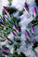 Fleurs de Crocus tommasinianus brisant une couche de neige