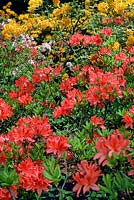 Arbustes Rhododendron en fleur
