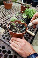 Jardinier utilisant de petits outils de multiplication De Wit avec des plants d'Aquilegia