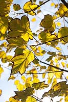 Acer sterculiaceum ssp. franchetii (Sichuan, Chine - AJW166) feuille jaune
