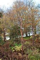 Stand de Betula utilis (bouleau de l'Himalaya) à Howick Hall Arboretum, Northumberland.
